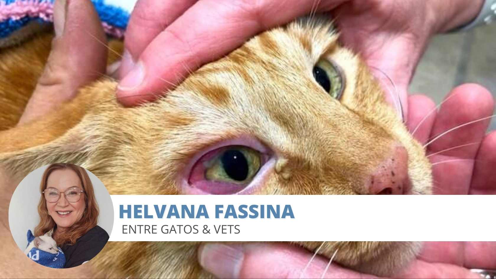 Conhe A A Clamidiose Felina Doen A Do Trato Respirat Rio Nos Felinos