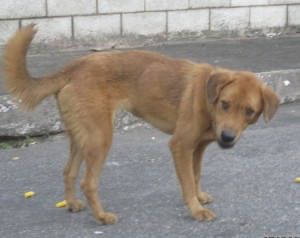 abandonada em manoel plaza