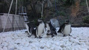 Os pinguins-de-magalhães possuem colônias na Patagônia do Chile e da Argentina e se alimentam, principalmente, de peixes como anchova e a sardinha. Foto: Divulgação Amanda Amaral