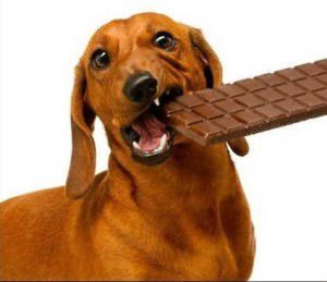 cachorro-comendo-chocolate