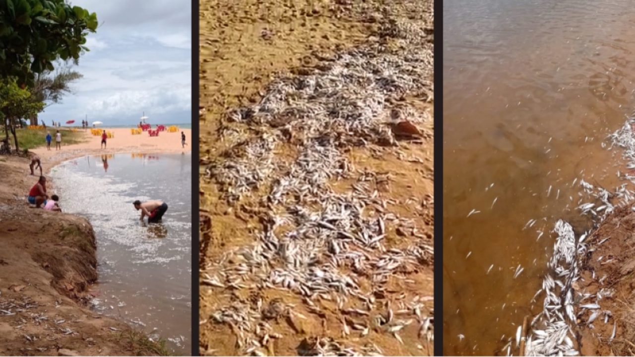 Lagoa amanhece tomada por peixes mortos em Linhares. É a Semana da Água