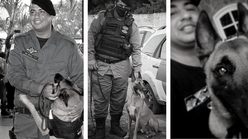 Cão policial – Wikipédia, a enciclopédia livre