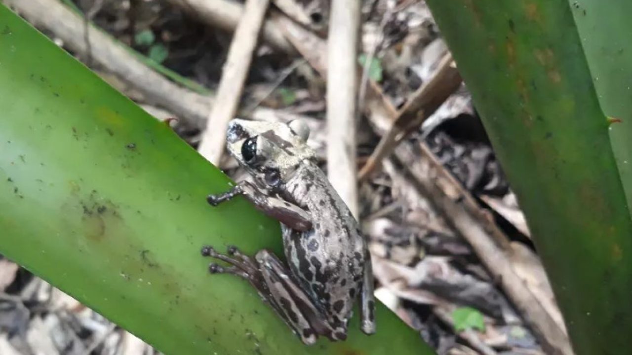 Vídeo | Perereca peçonhenta é resgatada em Costa Bela, na Serra