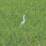 Garça-branca-pequena – Egretta thula – Família Ardeidae DSC_7513