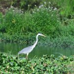 Garça-moura – Ardea cocoi – Família Ardeidae DSC_7357