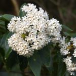 Louro-pardo – Cordia trichotoma  – Família Boraginaceae DSC_7527_01