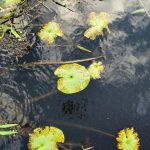 Planta aquática – Nymphoides humboldtiana – Família Menyanthaceae 598529