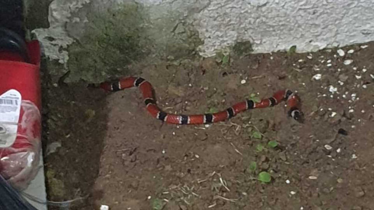 Cobra arisca invade casa no Vietnã e criança é salva pelo pai; veja