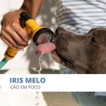 Iris Melo Cão em Foco