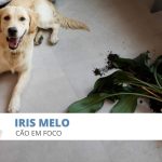 Iris Melo Cão em Foco