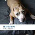 Iris Melo Cão em Foco