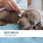 Iris Melo Cão em Foco