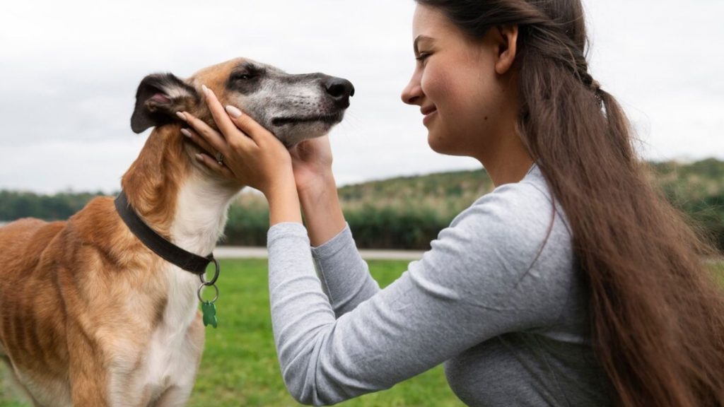 estimulação mental nos cães